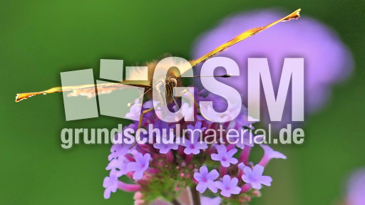 Kleiner Perlmuttfalter_4.jpg